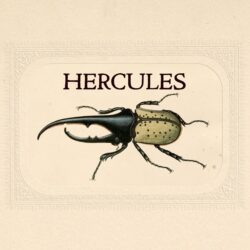 september entomology hercules beetle