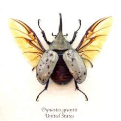 september entomology hercules beetle
