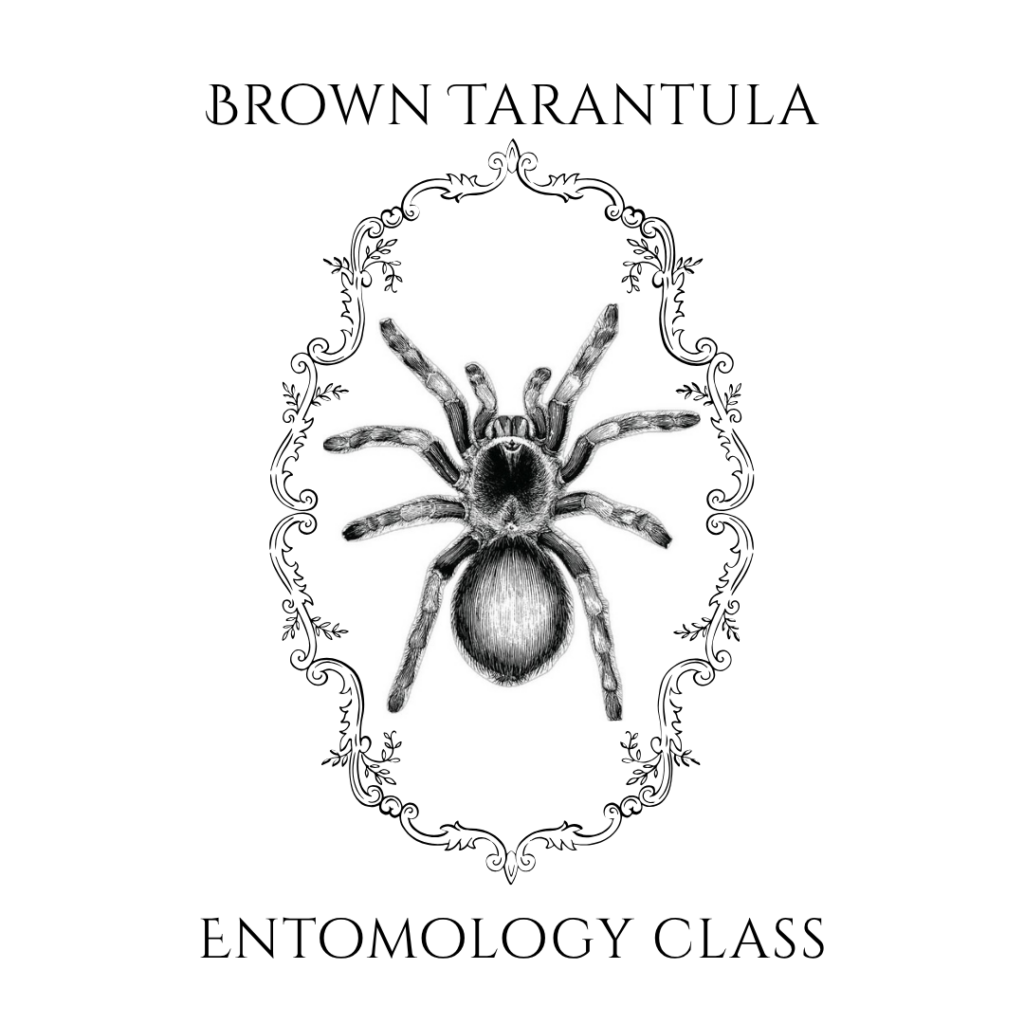 October Entomology - Brown Tarantula