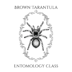October Entomology - Brown Tarantula